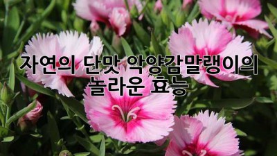 자연의 단맛! 악양감말랭이의 놀라운 효능