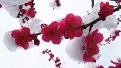 향긋한 설중매, 놓치면 후회! 솔직 후기 & 꿀팁 대방출 🌸
